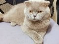 4 yaşında Scottish Fold kısırlaştırılmış sahiplendirilecektir.