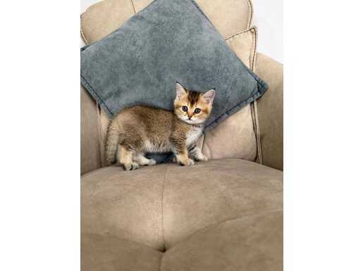 2 Aylık Yavrular için Aile Arıyoruz 