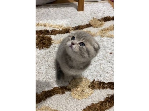 Yavru Scottish Fold