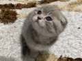 Yavru Scottish Fold