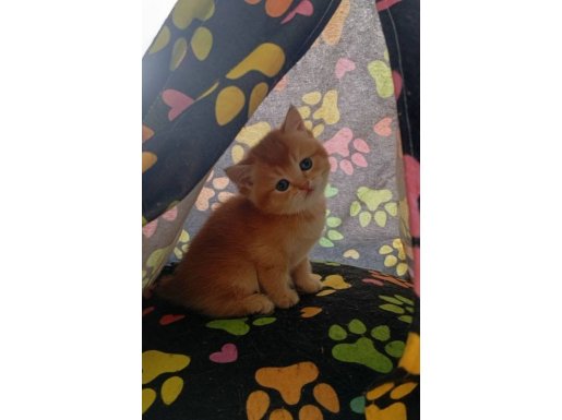 SECERELİ AİLEDEN BRITISH GOLDEN BLACK SHADED 