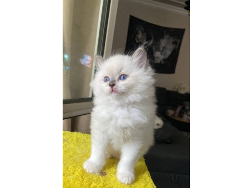 SAFKAN RAGDOLL YAVRULAR
