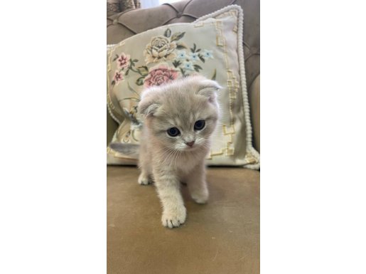 Scotish Fold Prenses