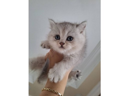 İnanılmaz Oyuncu British Shorthair Yavrusu