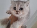 İnanılmaz Oyuncu British Shorthair Yavrusu