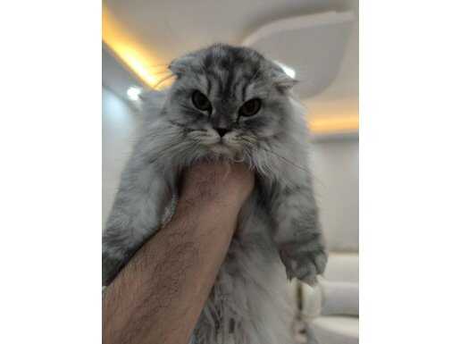 Gümüş Bakışlı Scottish Fold Erkek 