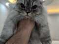Gümüş Bakışlı Scottish Fold Erkek 