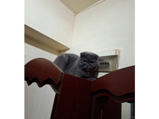 Eğitimli ve Sosyal 3 Yaşında Scottish Fold