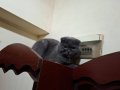 Eğitimli ve Sosyal 3 Yaşında Scottish Fold