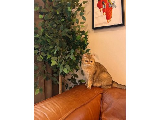 Amber Kürklü British Shorthair