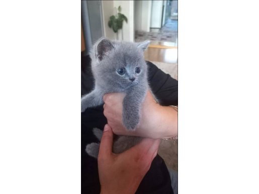 3.5 Aylık Erkek British shorthair