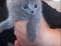 3.5 Aylık Erkek British shorthair