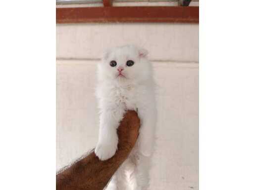 Bembeyaz kürklü Scottish Fold