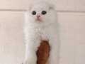 Bembeyaz kürklü Scottish Fold