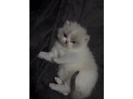 2 AYLIK OLACAK BU YAVRULARA YUVA ARANIYOR 