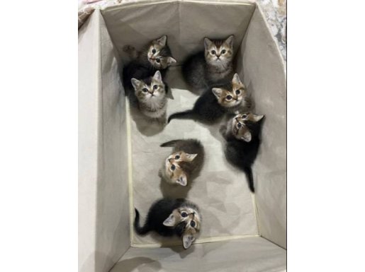 Sıcak Kanlı British Shorthair