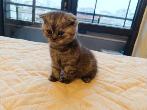 40 Günlük British Shorthair Kedi Yavrusu