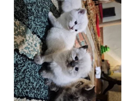 Baba Scotish Fold Anne British Shorthair Kusursuz Yavrular