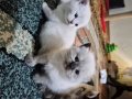 Baba Scotish Fold Anne British Shorthair Kusursuz Yavrular