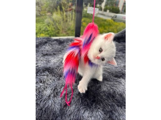 Referans Seviye Kehribar Göz Safkan British Shorthair