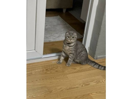 10 aylık Erkek Scottish fold