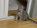 10 aylık Erkek Scottish fold