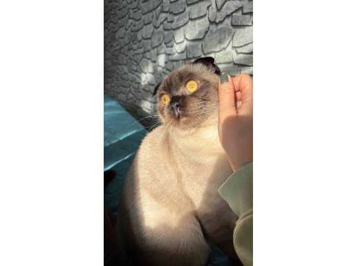 Tam Bir Dost Scottish Fold