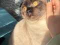 Tam Bir Dost Scottish Fold