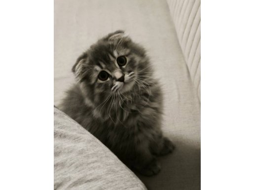 Scottish Fold Oğlumuza Yuva Arıyoruz