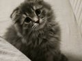 Scottish Fold Oğlumuza Yuva Arıyoruz