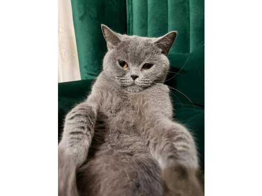 TON TON SURAT KEDİMİZE YUVA ARIYORUZ