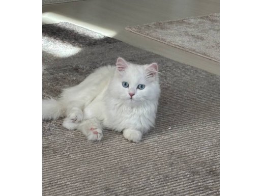 7 Aylık Dişi Beyaz Longhair