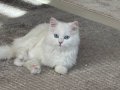 7 Aylık Dişi Beyaz Longhair