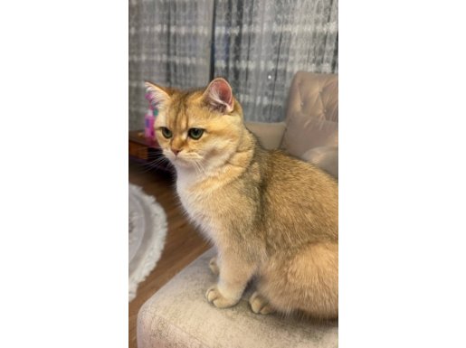 Sevimli Fıstığım British Shorthair