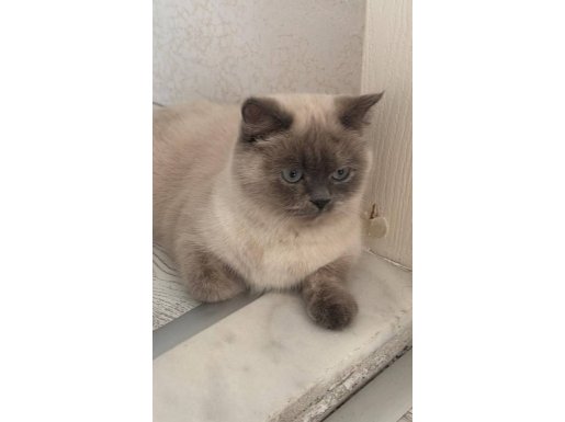 British shorthair Blue point yavruları 