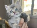 British Shorthair Safkan Sağlıklı 2 Aylık Yavrularımız