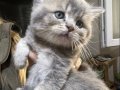 British Shorthair Safkan Sağlıklı 2 Aylık Yavrularımız