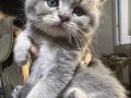British Shorthair Safkan Sağlıklı 2 Aylık Yavrularımız
