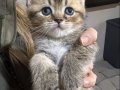 British Shorthair Safkan Sağlıklı 2 Aylık Yavrularımız