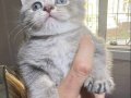 British Shorthair Safkan Sağlıklı 2 Aylık Yavrularımız