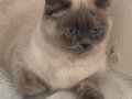 British shorthair Blue point yavruları 