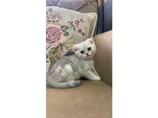 Gümüş bulutları Andıran Scottish Fold Erkek