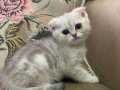 Gümüş bulutları Andıran Scottish Fold Erkek