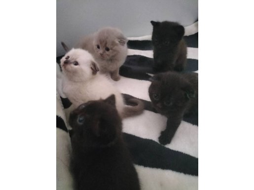 Scottish Fold Yavrularımız