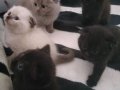 Scottish Fold Yavrularımız