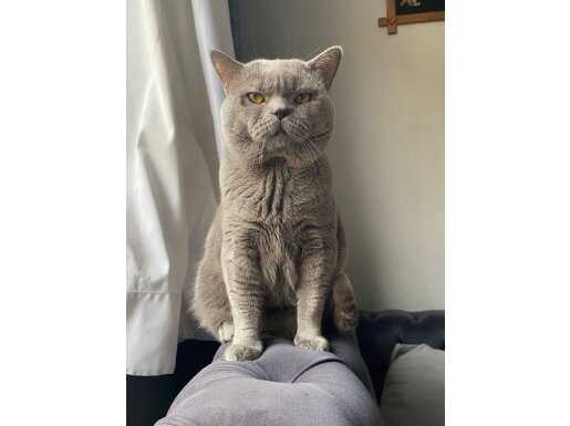 UYSAL SAKİN SAFKAN BRİTISH SHORTHAİR