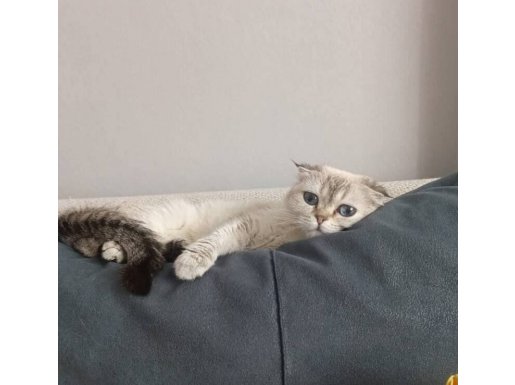Gümüşi Hareli Dişi 2 Yaşında Scottish Fold 