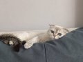 Gümüşi Hareli Dişi 2 Yaşında Scottish Fold 