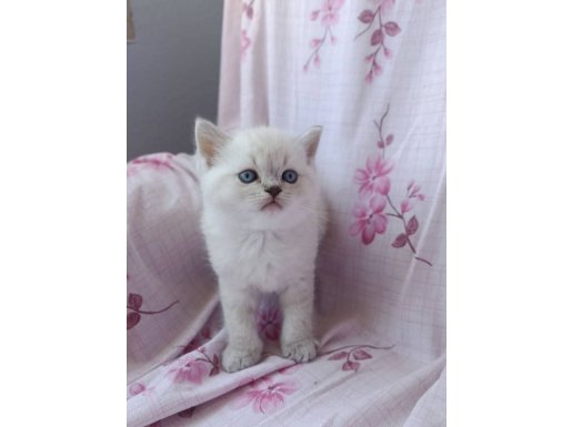 Ev Ortamında Doğan Yavru Ponçikler Yeni Yuvalarını Arıyorlar