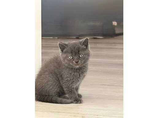 Melek Gibi 4 Kardeş